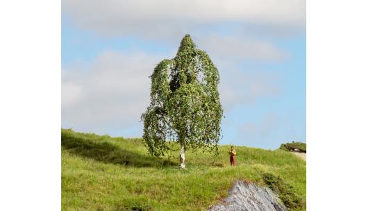 Noch Hängebirke 