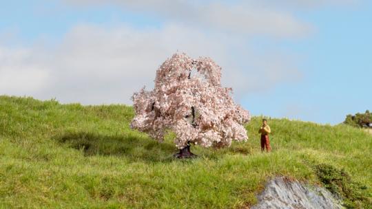 Noch Kirschbaum 